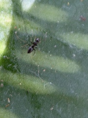 Nylanderia bourbonica