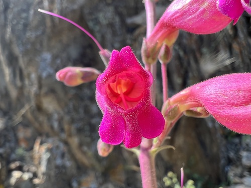 Image of Penstemon floridus by (c) Steve Matson, some rights reserved (CC BY)