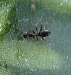 Nylanderia bourbonica