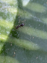 Nylanderia bourbonica