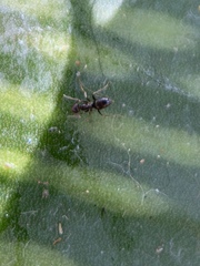 Nylanderia bourbonica