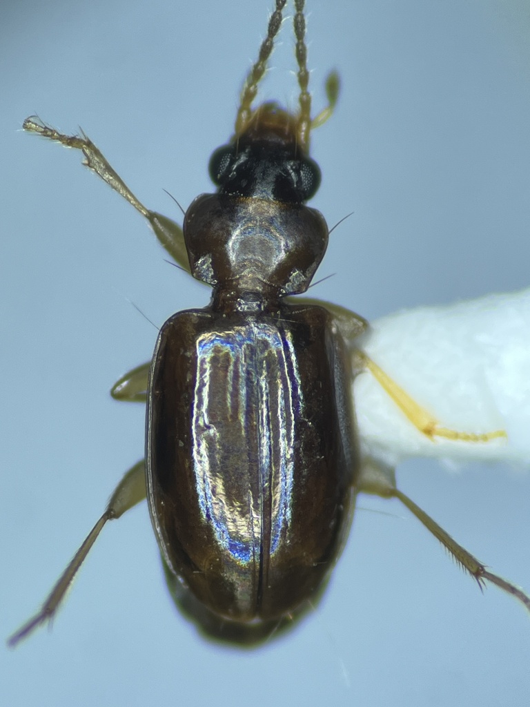 Tachys vorax