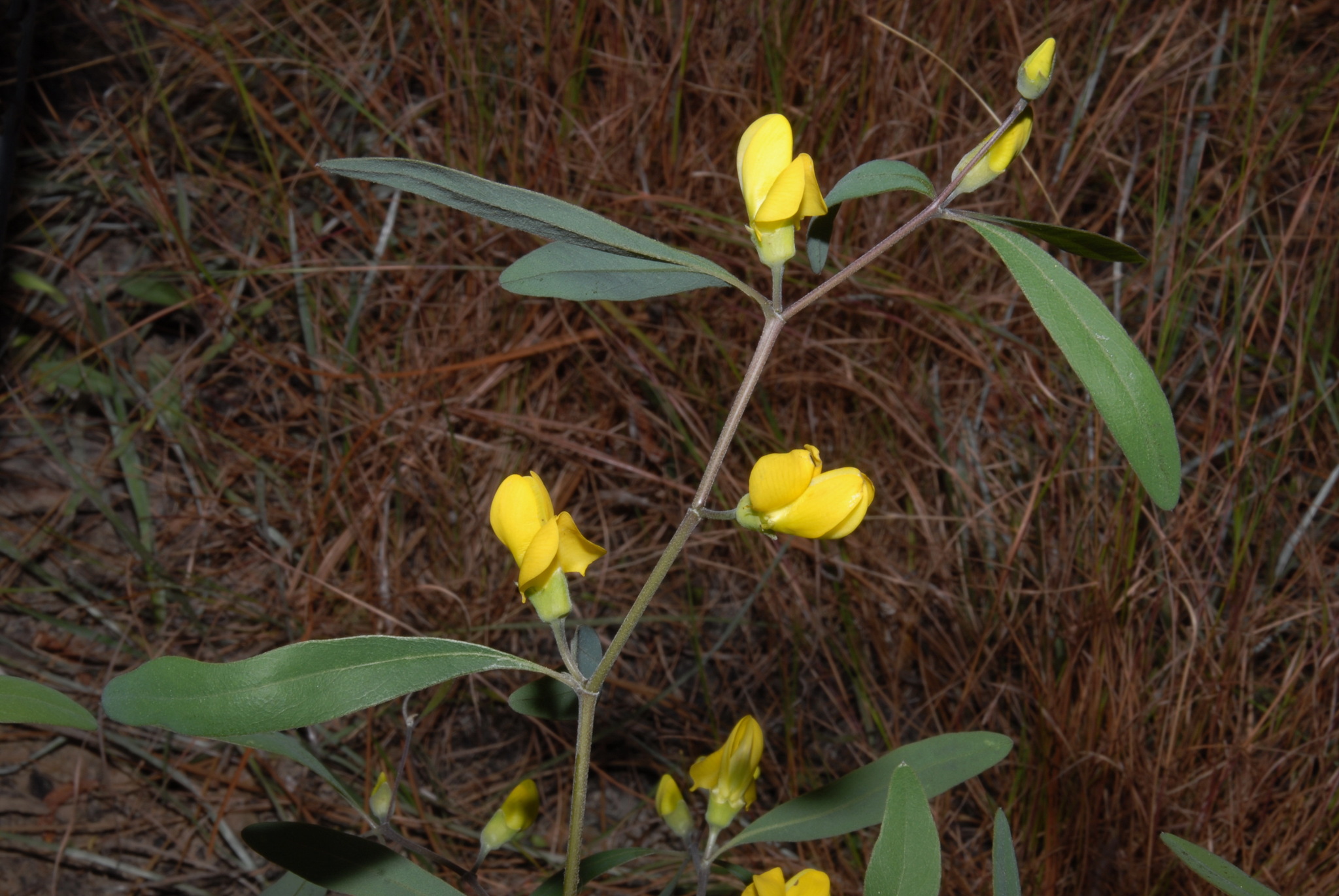Baptisia lanceolata var. lanceolata