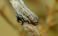 Perconia strigillaria