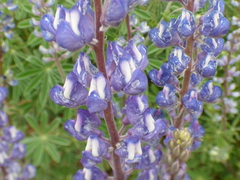 Lupinus argenteus palmeri