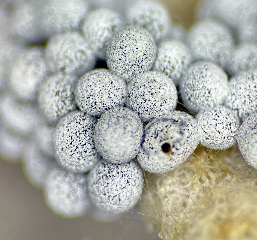 Physarum spectabile