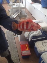 Hypoplectrodes nigroruber