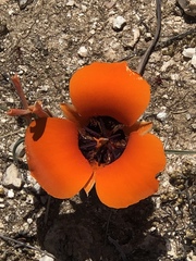 Calochortus kennedyi kennedyi