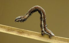 Perconia strigillaria