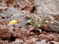 Oenothera hartwegii