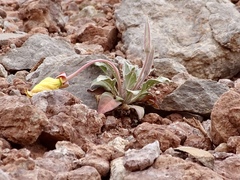 Oenothera hartwegii