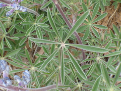 Lupinus argenteus palmeri