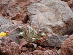 Oenothera hartwegii