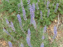 Lupinus argenteus palmeri
