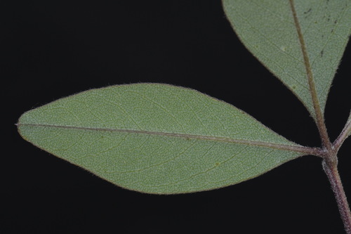 Image of Baptisia lanceolata by (c) Brian Finzel, some rights reserved (CC BY-SA)