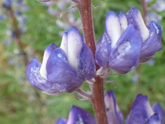 Lupinus argenteus palmeri