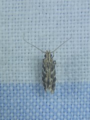 Otonoma anemois