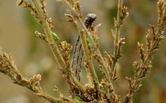 Perconia strigillaria