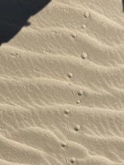 Dipsosaurus dorsalis