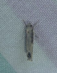 Xylorycta melaleucae