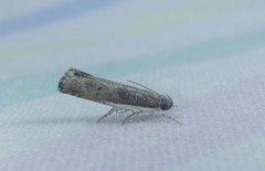 Xylorycta melaleucae