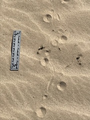 Dipsosaurus dorsalis