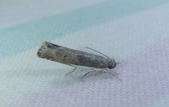 Xylorycta melaleucae