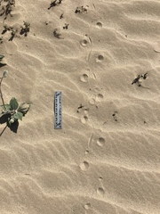 Dipsosaurus dorsalis