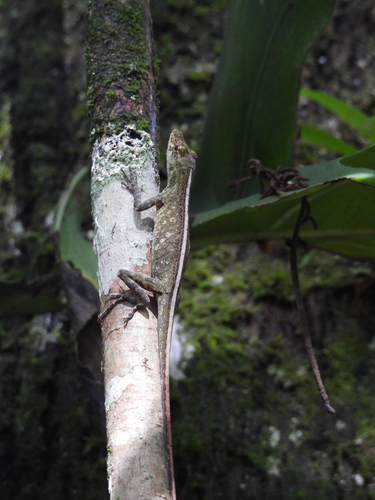 Huila Anole, Anolis huilae