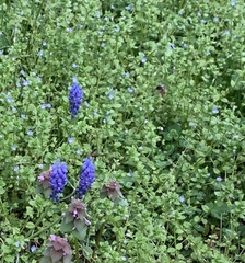 Anthophora villosula