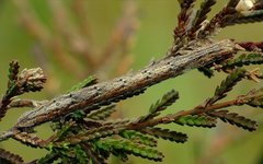 Perconia strigillaria