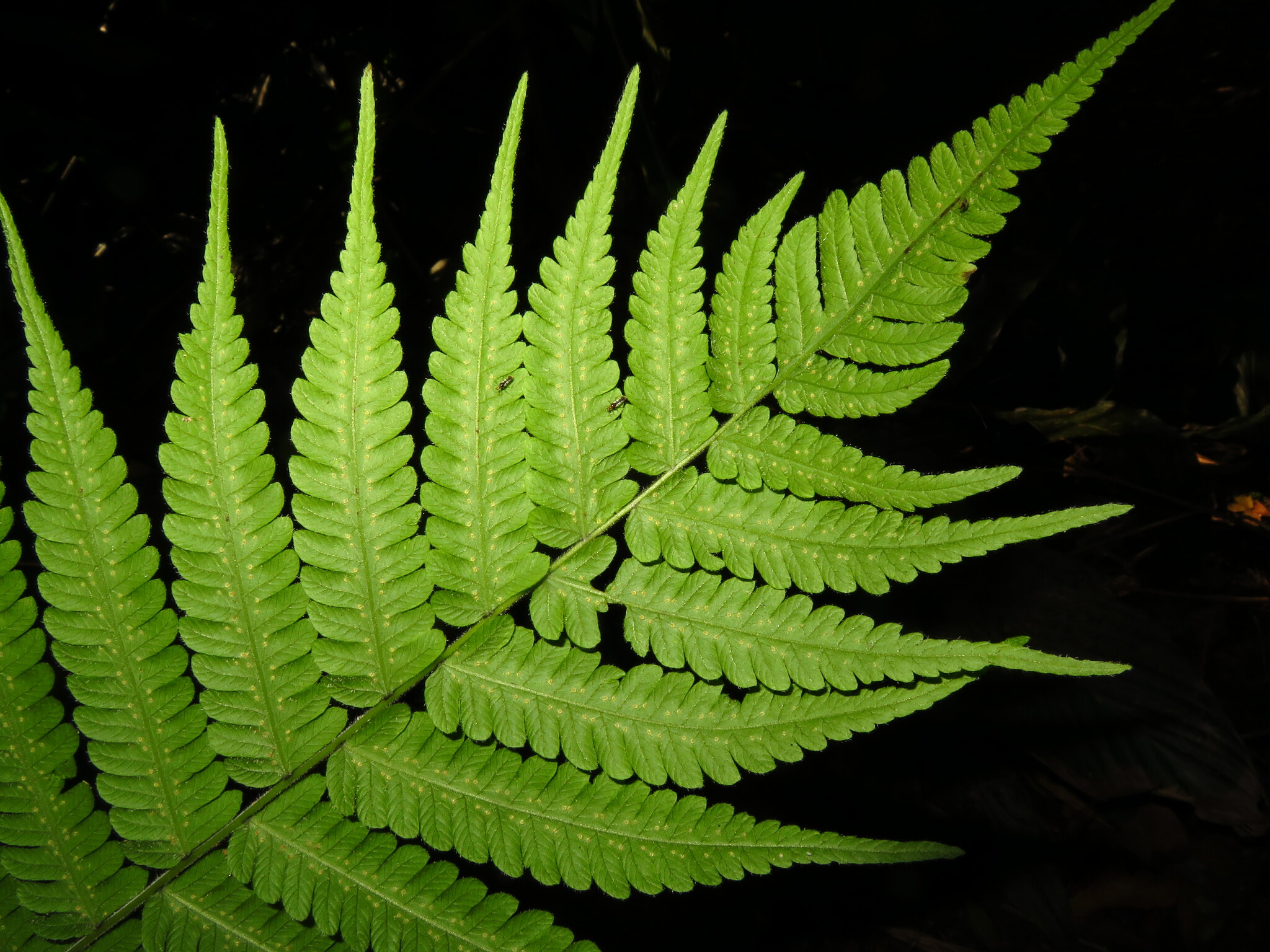 Christella parasitica