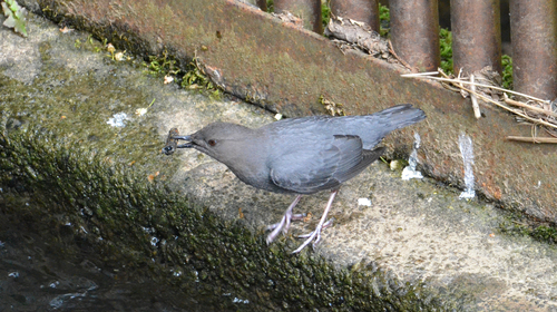 American Dipper