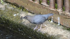 American Dipper photo 6