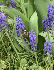 Anthophora villosula