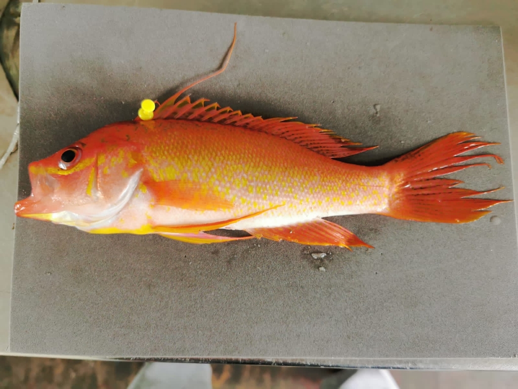 Rose thread-fin bass (Hemanthias peruanus) — Serranidae
