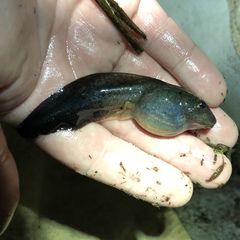 Lithobates heckscheri