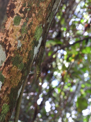 Huila Anole