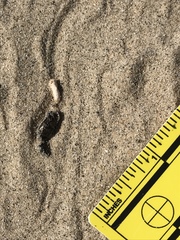 Dipsosaurus dorsalis