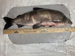 Humpback Whitefish photo 2