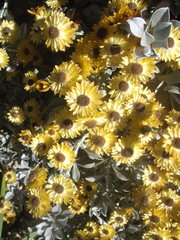 Helichrysum argyrophyllum