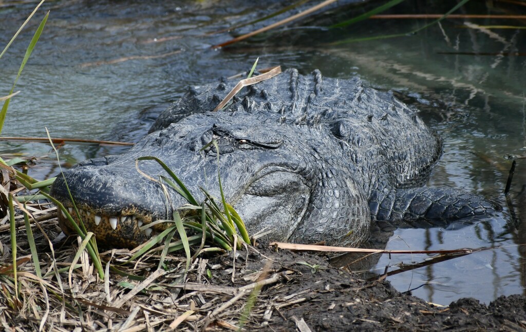 American Alligator from Port Aransas, TX, USA on January 18, 2024 at 12 ...