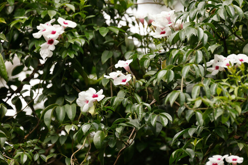 Pandorea jasminoides