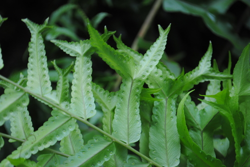 Image of Nephrolepis falcata by (c) Zihao Wang, some rights reserved (CC BY)