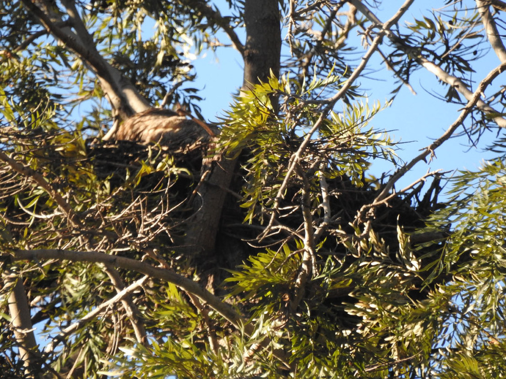 Great Horned Owl In January 2024 By Kat Halsey GHOW LA 66 One GHOW On   Large 