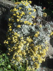 Helichrysum argyrophyllum