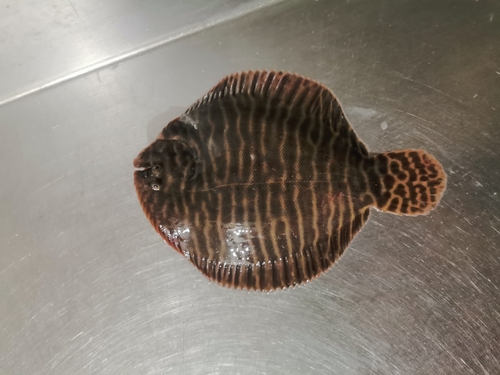 Network sole (Achirus scutum) — Achiridae — 3