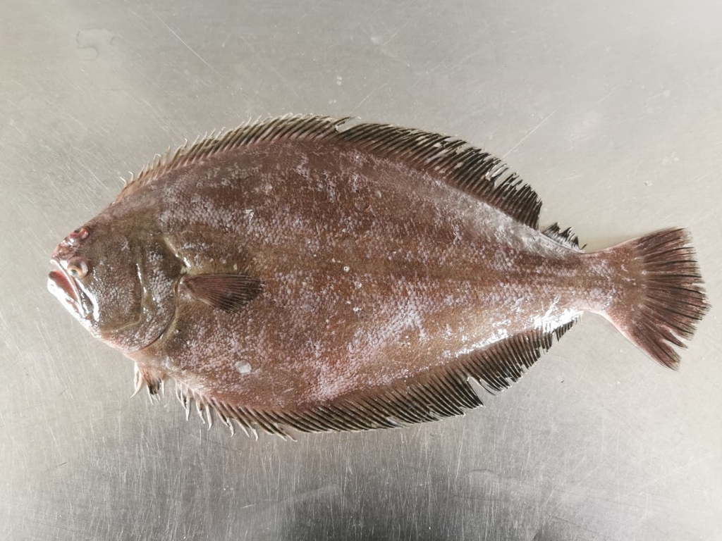 Toothed flounder (Cyclopsetta querna) — Paralichthyidae