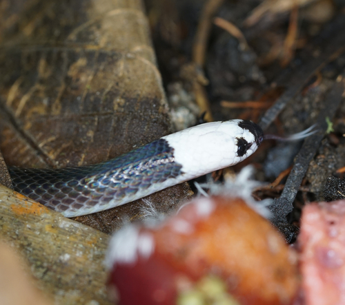 White-headed snake
