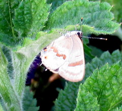 Rubroserrata ecbatana